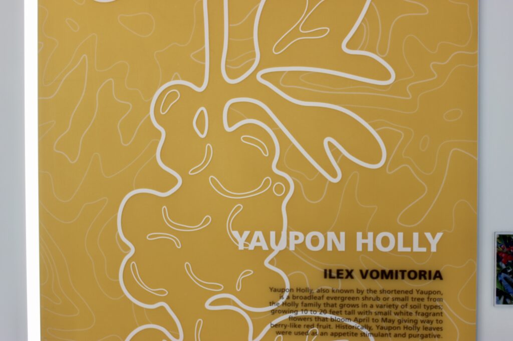 Yellow Backlit Sign with Text, "Yaupon Holly"